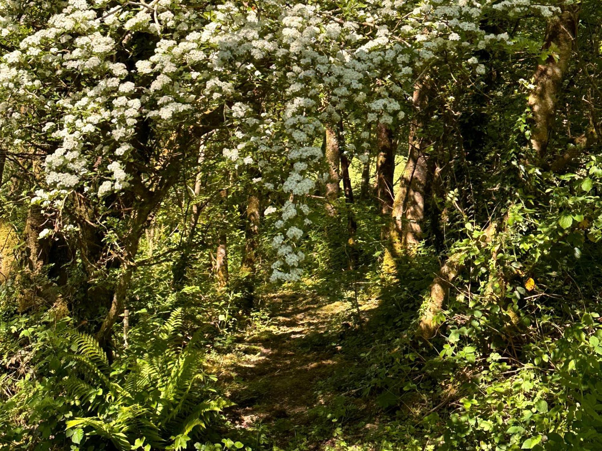 Вилла Bedwen Llanarth  Экстерьер фото
